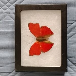 Beautifully Preserved Butterfly 🦋